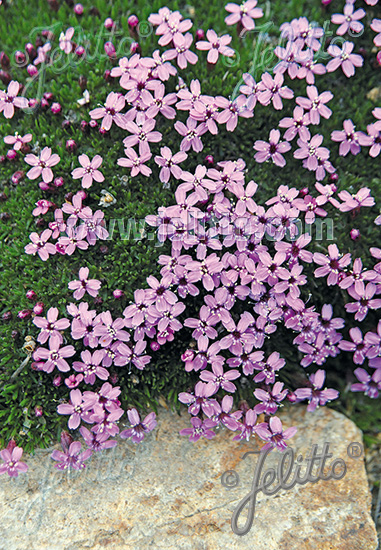 SILENE acaulis, Silenka bezbyľová cca.20 semien